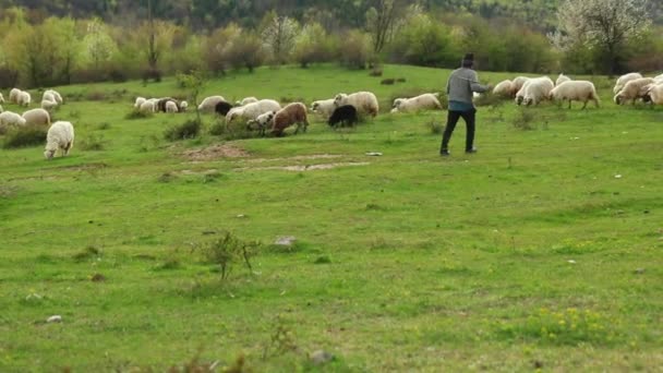 Een Herder Graast Zijn Kudde Schapen Groene Heuvel Het Voorjaar — Stockvideo