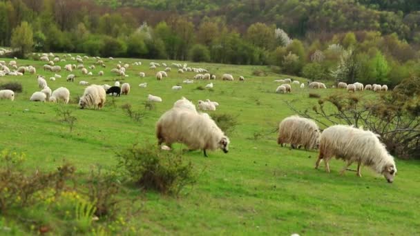 Stado Owiec Wypasanych Sezonie Wiosennym Wzgórzu — Wideo stockowe
