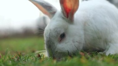 Cute white rabbit eating grass in the yard