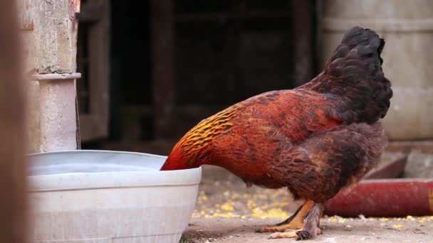 Uma Galinha Bebe Água Recipiente Quintal — Vídeo de Stock