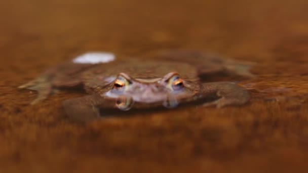 Ένας Καφέ Βάτραχος Κάθεται Στο Ρυάκι — Αρχείο Βίντεο