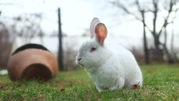 Cute White Rabbit Eating Grass Yard — Stock video
