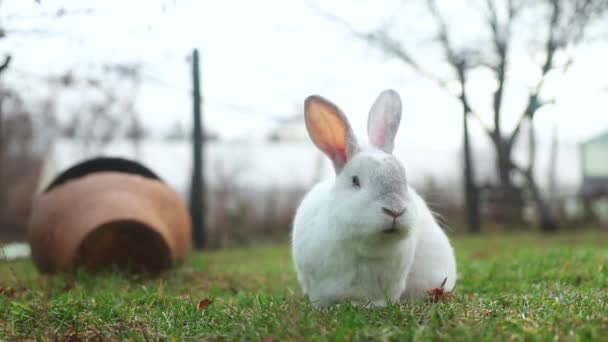Lindo Conejo Blanco Comiendo Hierba Patio — Vídeos de Stock
