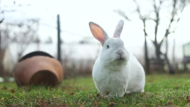 Cute White Rabbit Eating Grass Yard — Stock Video