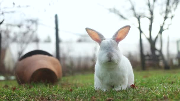 Cute Biały Królik Jedzenie Trawy Podwórku — Wideo stockowe