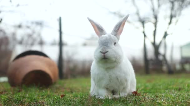 Cute Biały Królik Jedzenie Trawy Podwórku — Wideo stockowe