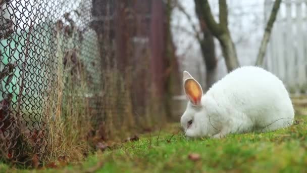 庭で可愛い白いウサギが草を食べる — ストック動画
