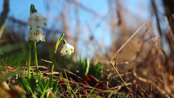 Beautiful Snowdrops Early Spring — Stockvideo