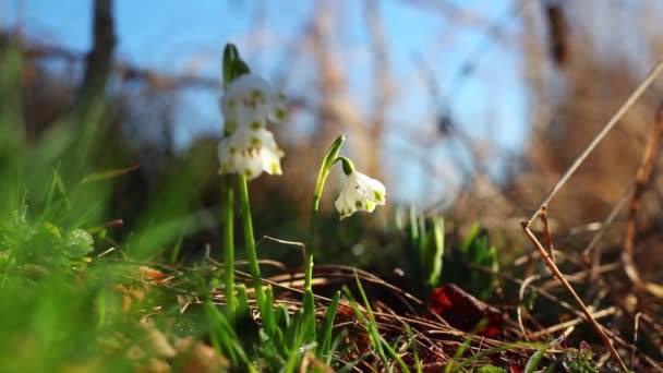 Beautiful Snowdrops Early Spring — Stok video