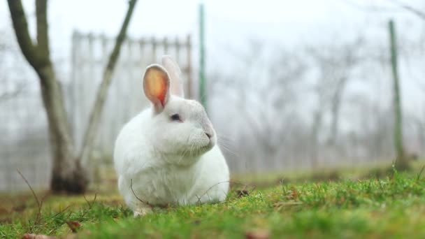 Cute white rabbit eating grass in the yard