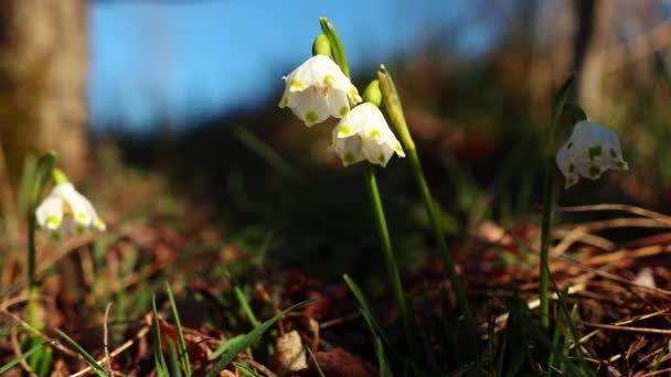 Gyönyörű Hóvirág Kora Tavasszal — Stock videók