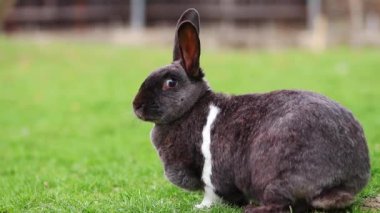 Cute black rabbit eats grass in the yard during spring