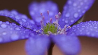 İlkbaharın başlarında su damlalarıyla Hepatica transsilvanica