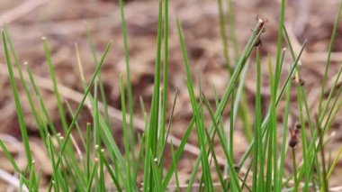 Karıncalar baharda yeşil çimlere tırmanır.