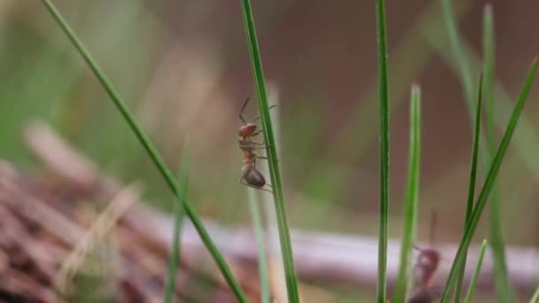 アリは春に緑の草を登る — ストック動画