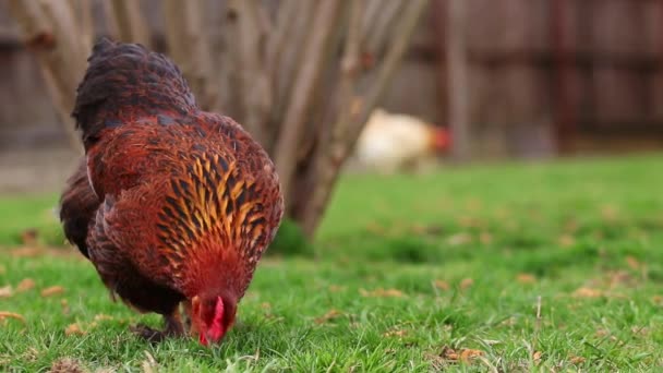 Hen Eats Grass Backyard Spring — стоковое видео