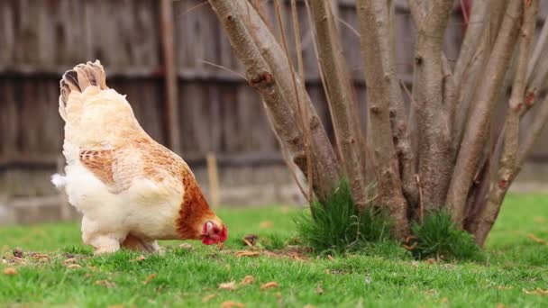 Hen Eats Grass Backyard Spring — стоковое видео