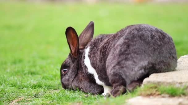 Cute Black Rabbit Eats Grass Yard Spring — стоковое видео