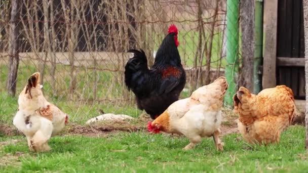 庭の鶏と鶏 — ストック動画