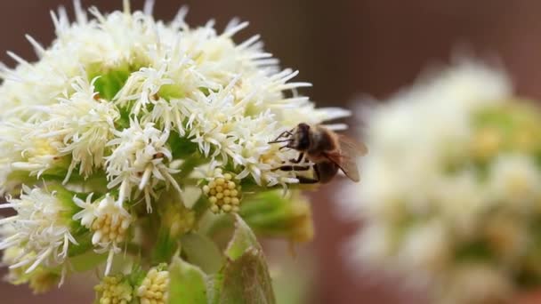 蜜蜂从一朵白色野花中采集花粉的蜜蜂 — 图库视频影像