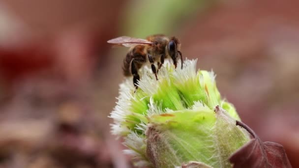 Pszczoła Zbierająca Pyłek Białego Dzikiego Kwiatu — Wideo stockowe
