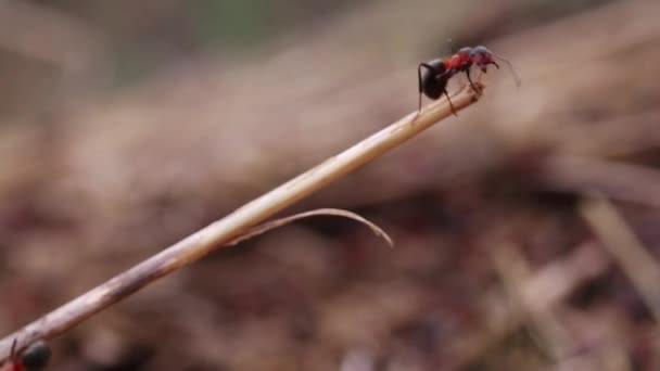 蚂蚁在春天爬上绿草 — 图库视频影像