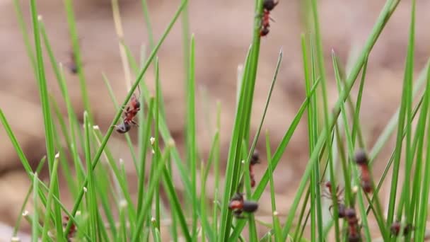 잔디를 오르는 개미들 — 비디오