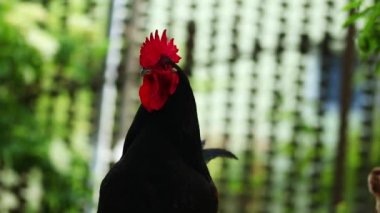 Kırsal kesimde kameraya bakan siyah horoz