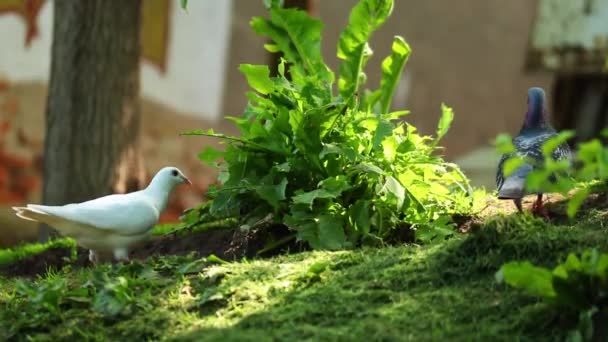 Mignon Pigeon Blanc Recherche Nourriture Dans Cour — Video