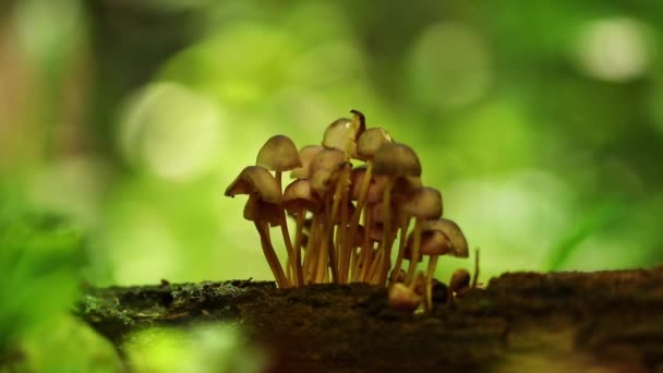 Grupo Cogumelos Selvagens Floresta — Vídeo de Stock