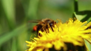 Bir arı karahindibadan polen toplar.