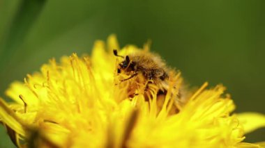 Bir böcek karahindibadan polen toplar.