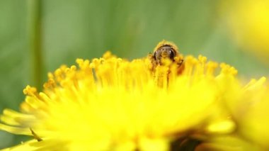 Bir arı karahindibadan polen toplar.