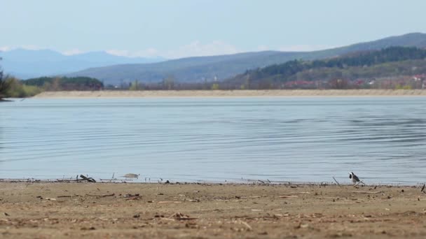 Bird Wagtail Searches Food Lake Shore — ストック動画