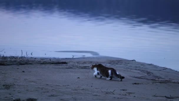 Вечером Берегу Озера Охотится Кошка — стоковое видео