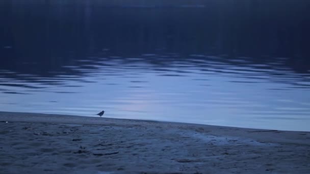 Cute Small Bird Lake Shore Evening — Vídeo de stock