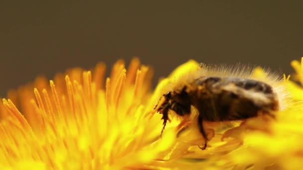 Uno Scarabeo Raccoglie Polline Dal Dente Leone — Video Stock