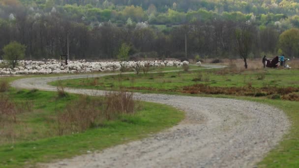 Grupa Owiec Wypasu Wzgórzu Pobliżu Drogi Wiejskiej Wieczorem — Wideo stockowe