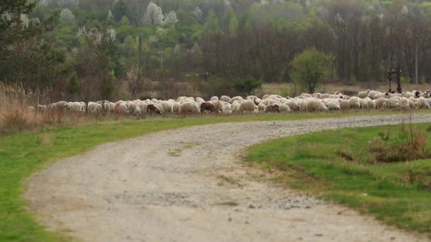 Gruppo Pecore Pascolo Sulla Collina Vicino Alla Strada Campagna Durante — Video Stock