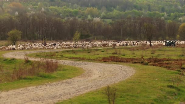 Grupo Ovelhas Pastando Colina Perto Estrada Rural Durante Noite — Vídeo de Stock