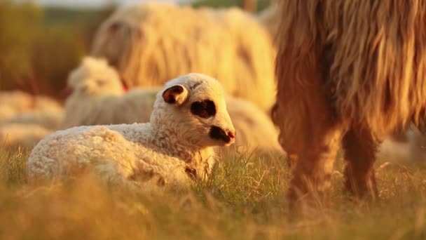 Aranyos Újszülött Bárány Pályán Esti Fényben — Stock videók