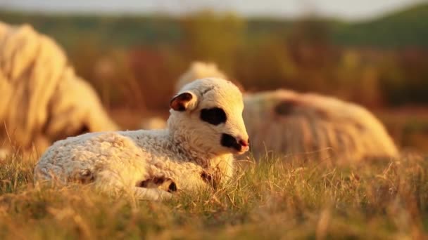 Söt Nyfödd Lamm Sitter Fältet Kvällsljus — Stockvideo