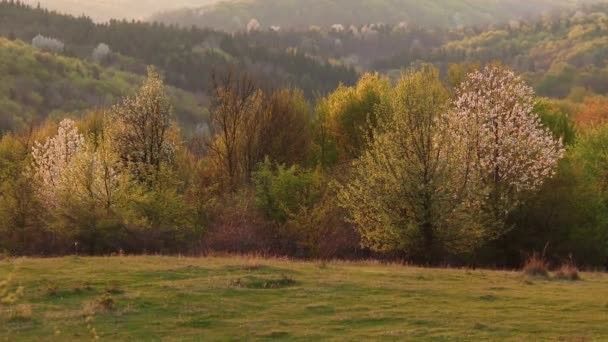 Ohromující Jarní Krajina Poblíž Lesa Během Večera — Stock video