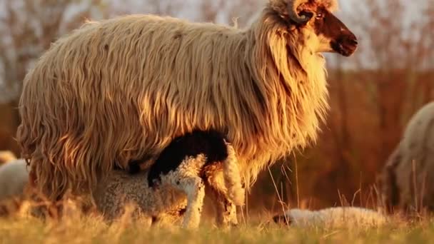 子羊は畑の母親から牛乳を飲む — ストック動画