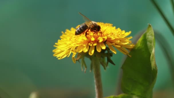 ミツバチはタンポポから花粉を集めます — ストック動画
