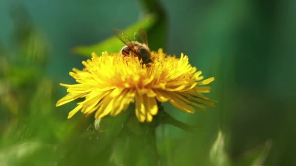 蜜蜂从蒲公英中采集花粉 — 图库视频影像