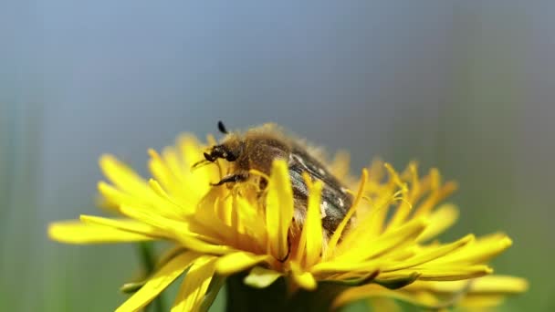 Chrząszcz Zbiera Pyłek Mniszka Lekarskiego — Wideo stockowe