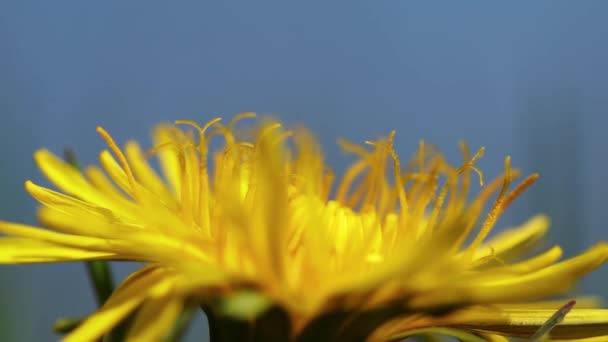 Vídeo Macro Con Diente León Sobre Fondo Azul — Vídeos de Stock