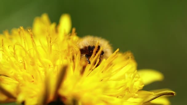 タンポポから花粉を集める甲虫 — ストック動画