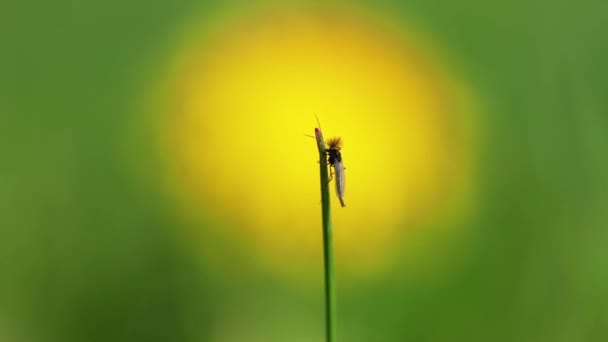 Macro Footage Insect Sitting Blade Grass — Vídeo de Stock